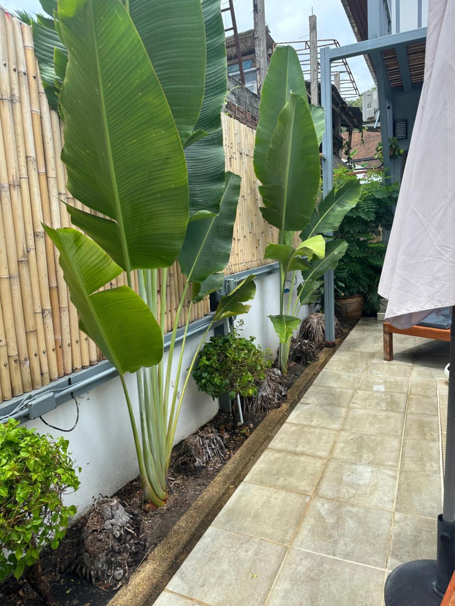 Friends Of Koh Samui 1 Bed & Breakfast Ban Lamai Luaran gambar